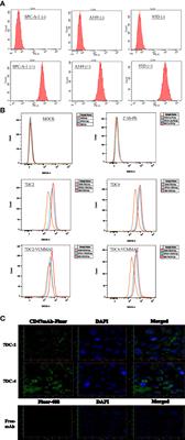 Development of Novel CD47-Specific ADCs Possessing High Potency Against Non-Small Cell Lung Cancer in vitro and in vivo